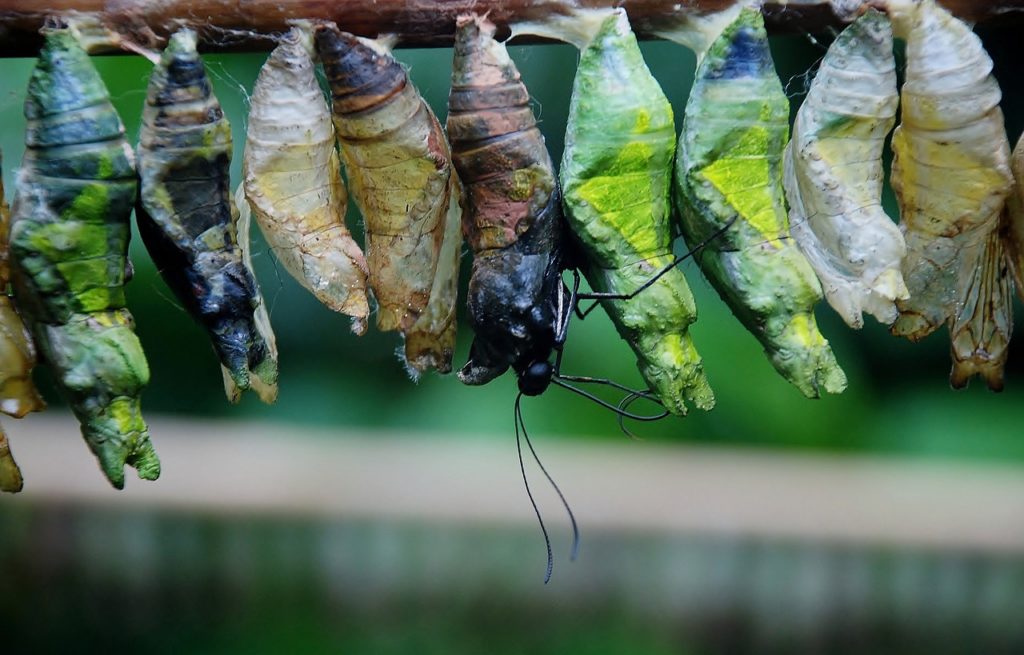 cocoon, butterfly chrysalis, bug