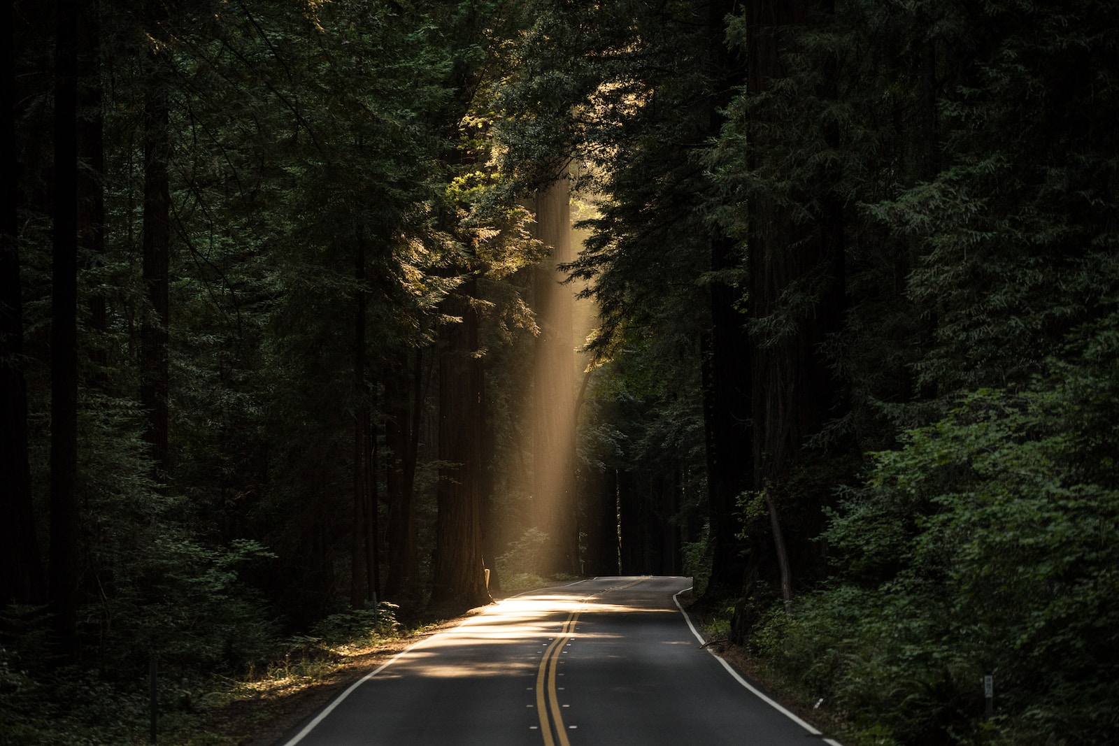 empty road covered surrounded by tall tress with sun rays