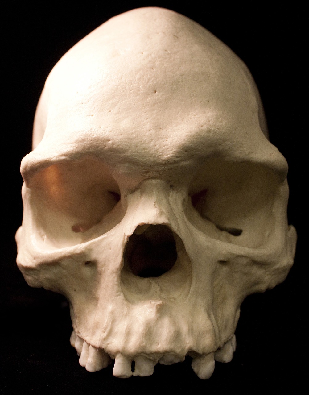 skull, skeletons, bones