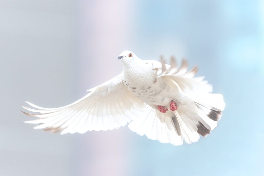 dove, bird, freedom