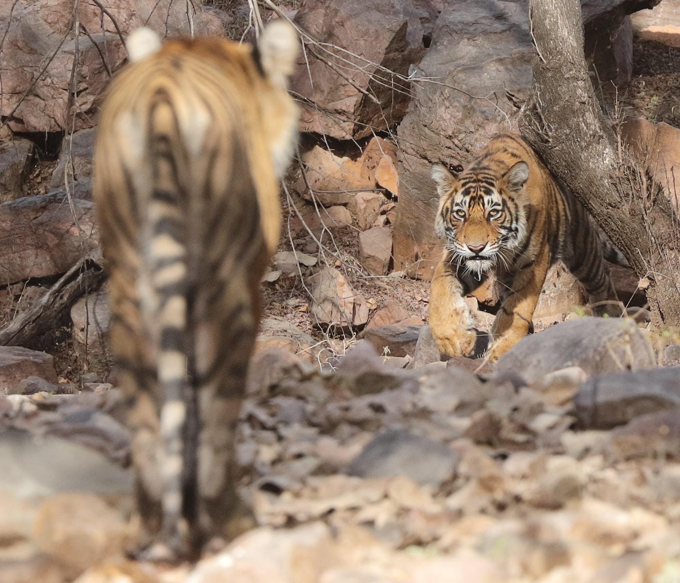 Photo by Lakshmi Narasimha