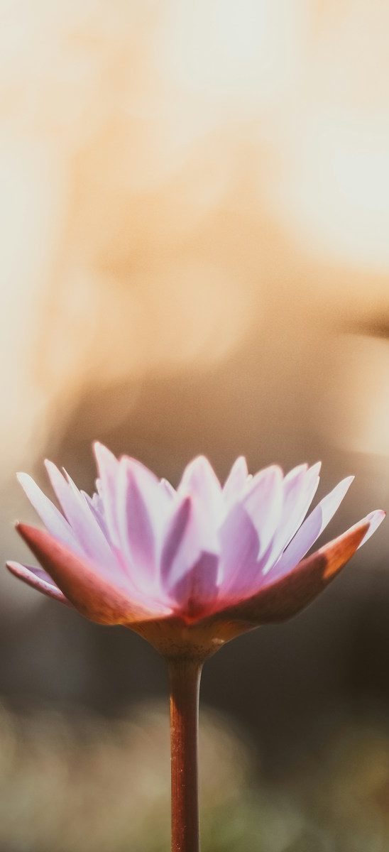 shallow focus photography of purple flower