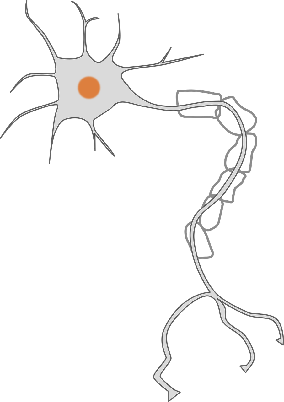 axon, brain, cell