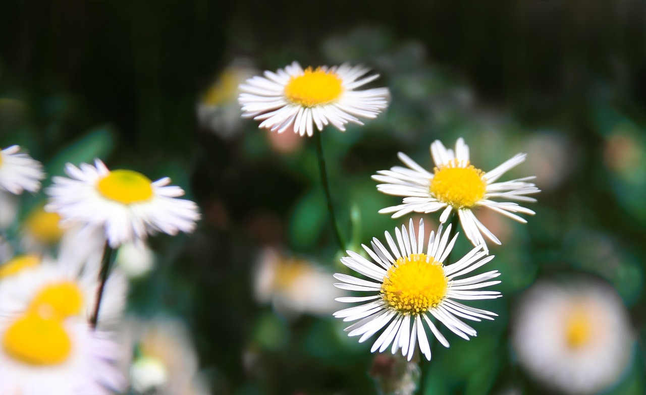 flower, daisy, meadow