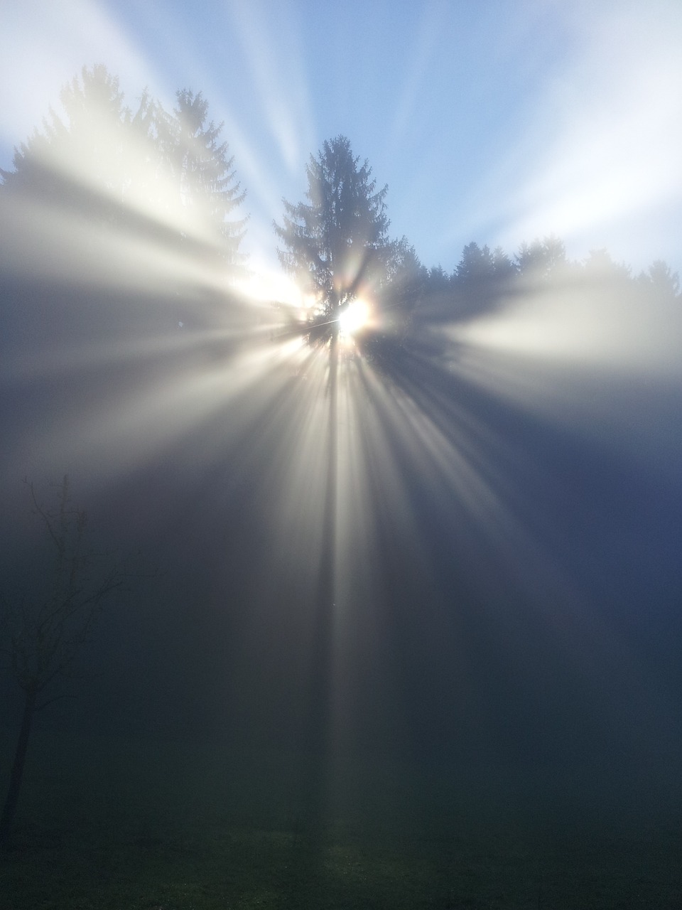 fog, tree, nature